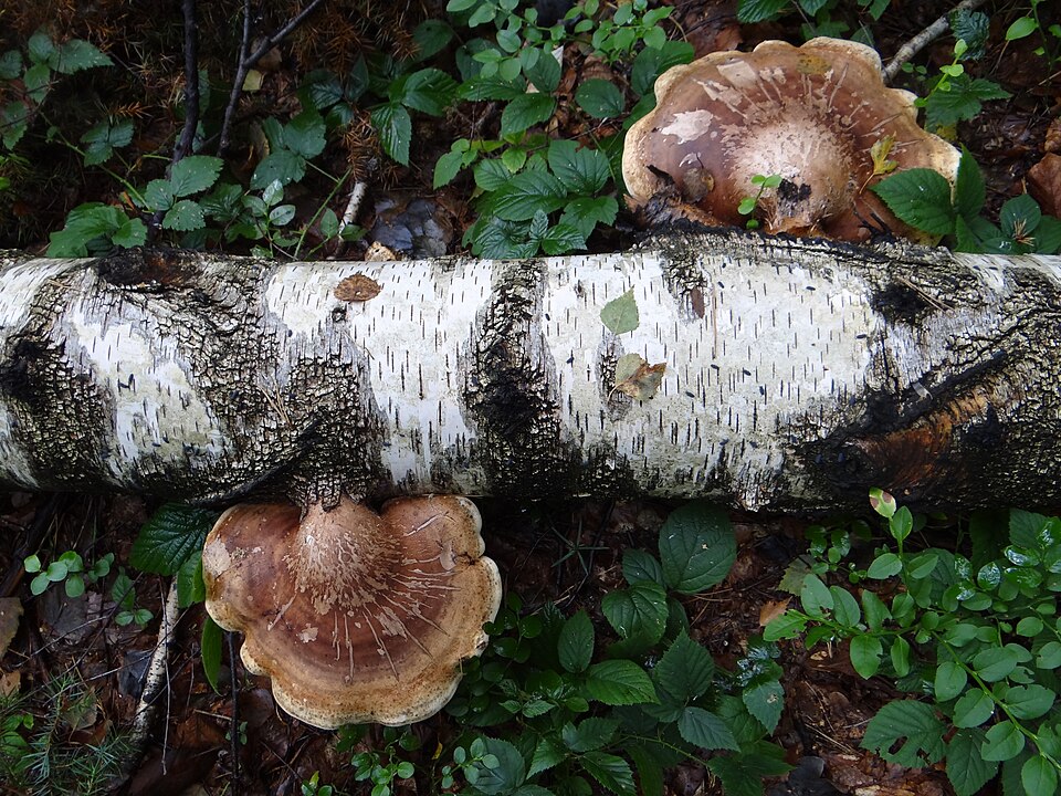 Białoporek brzozowy (Fomitopsis betulina)