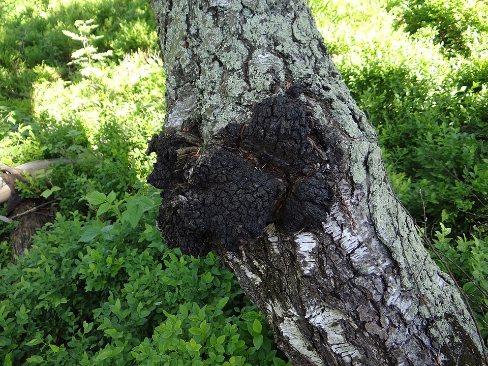 Błyskoporek podkorowy (Inonotus obliquus)