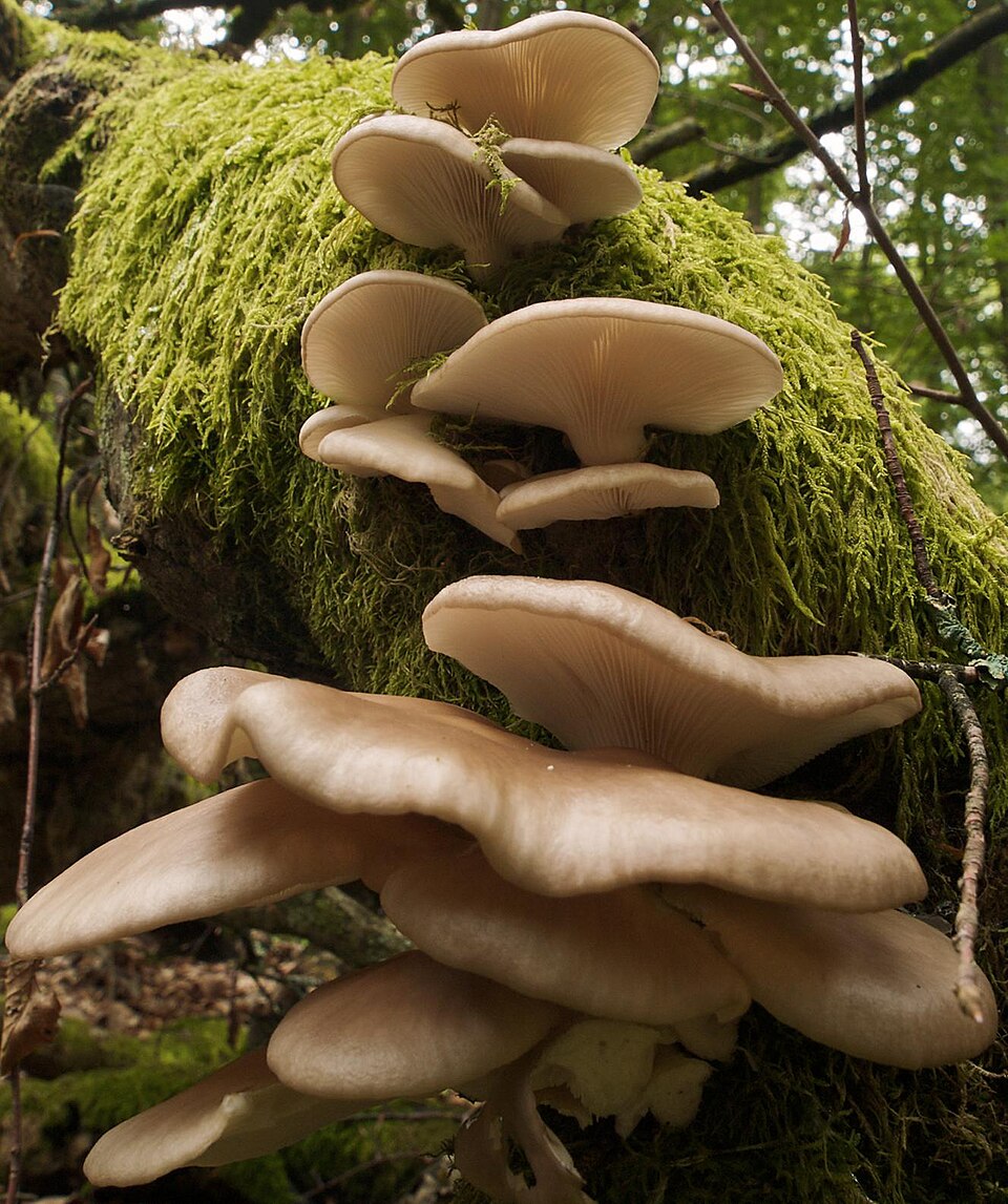 Boczniak łyżkowaty (Pleurotus pulmonarius)