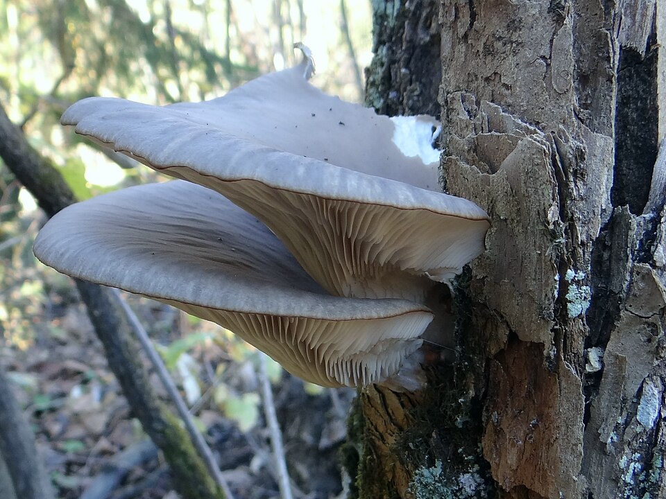 Boczniak ostrygowaty (Pleurotus ostreatus)