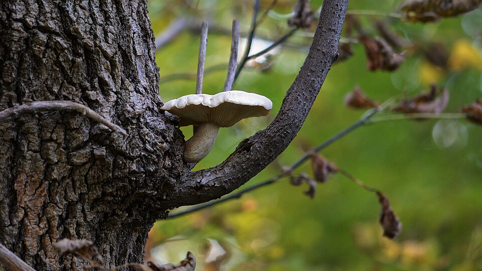 Bokownik wiązowy (Hypsizygus ulmarius)