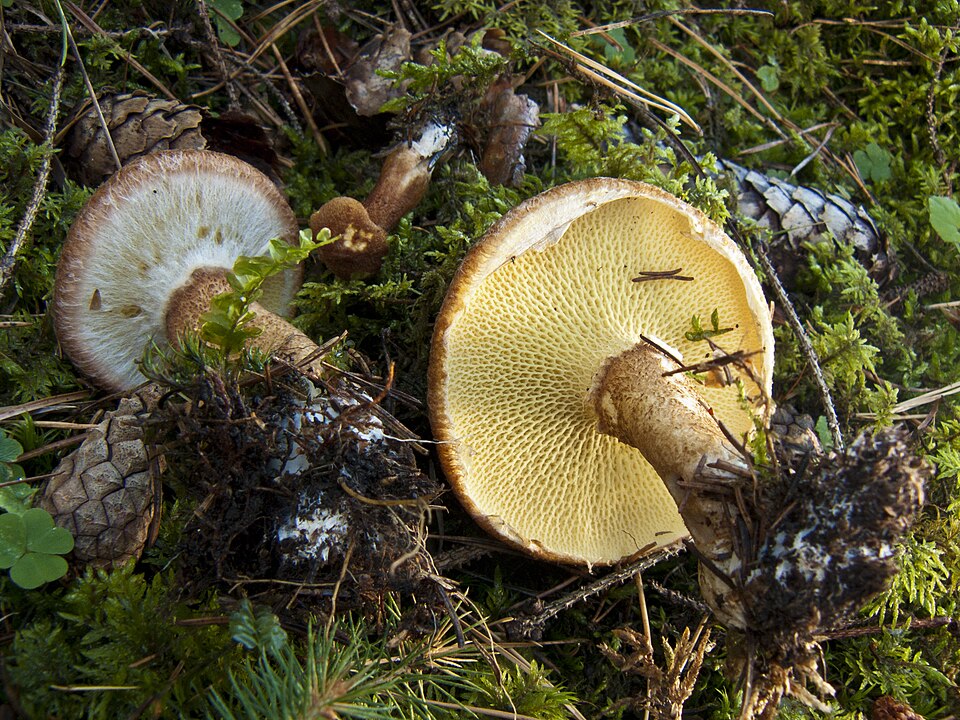 Borowiczak dęty (Suillus cavipes)