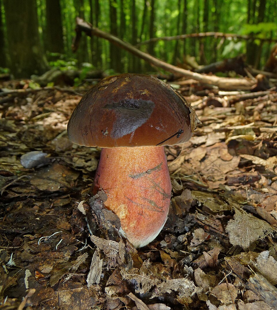 Borowik ceglastopory (Neoboletus erythropus)
