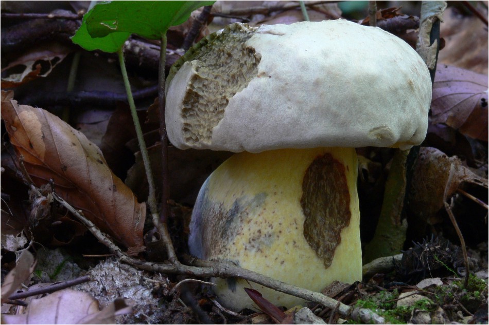Borowik korzeniasty (Caloboletus radicans)