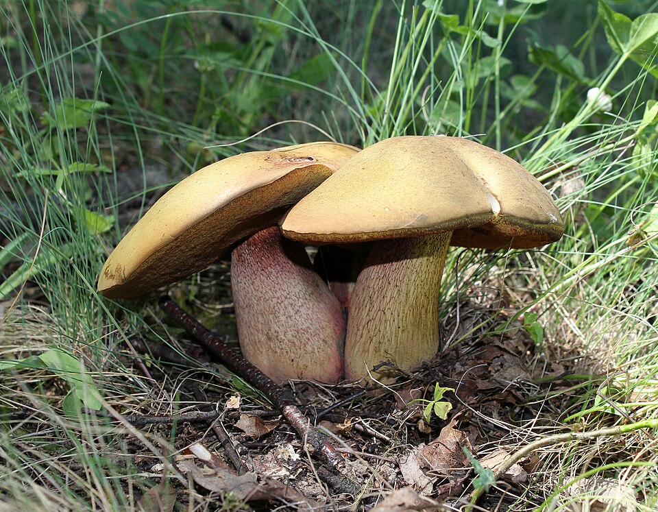Borowik ponury (Suillellus luridus)