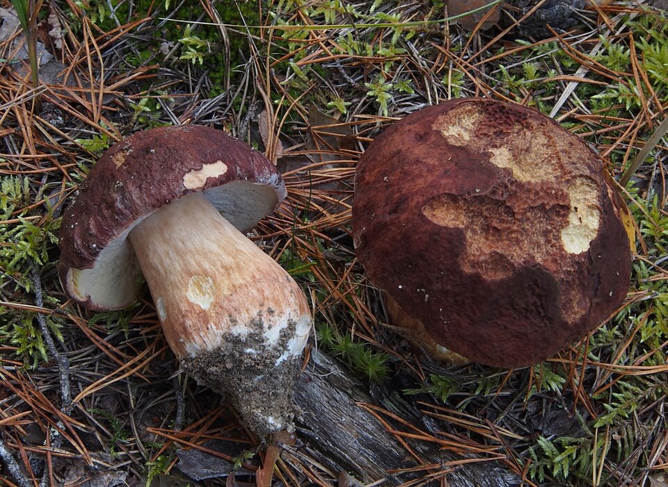 Borowik sosnowy (Boletus pinophilus)
