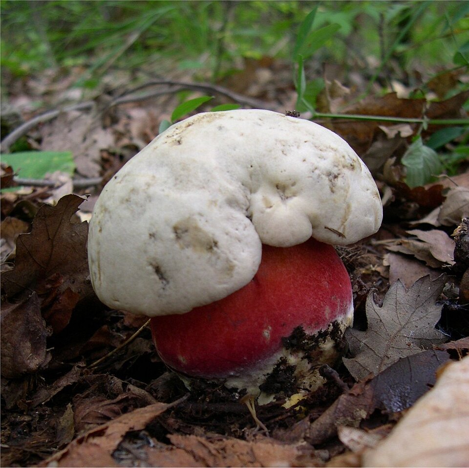 Borowik szatański (Rubroboletus satanas)