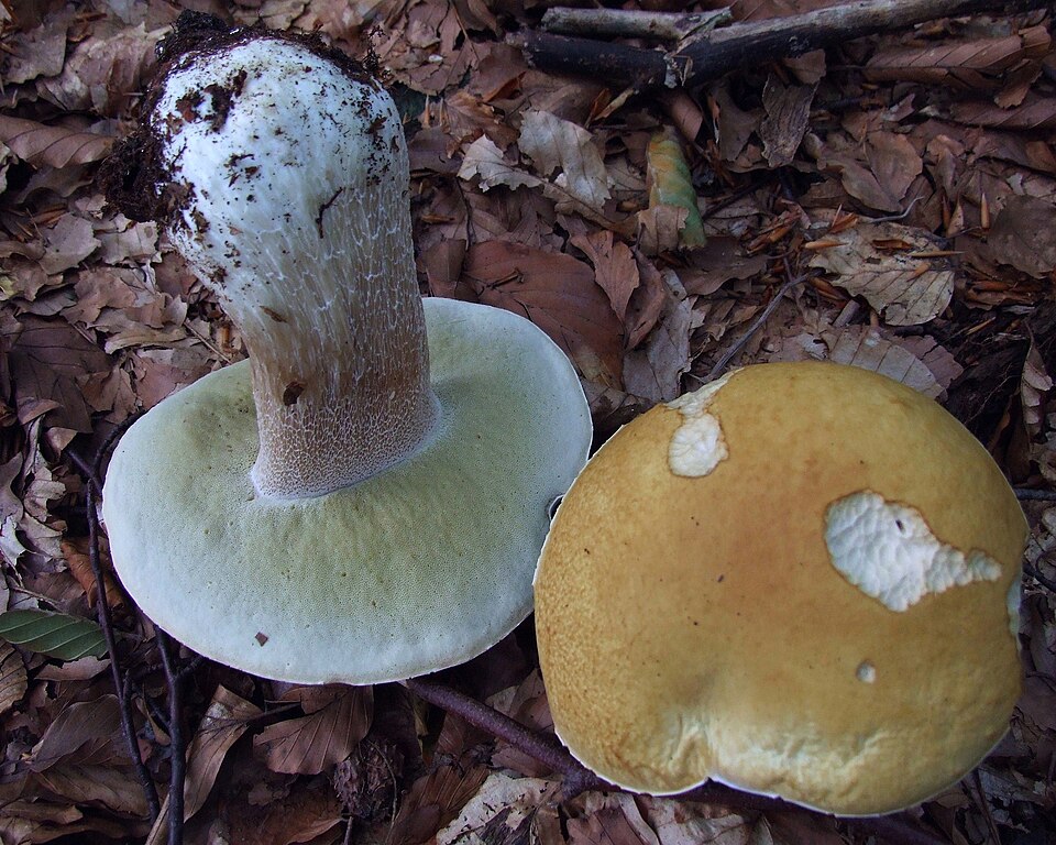 Borowik szlachetny (Boletus edulis)