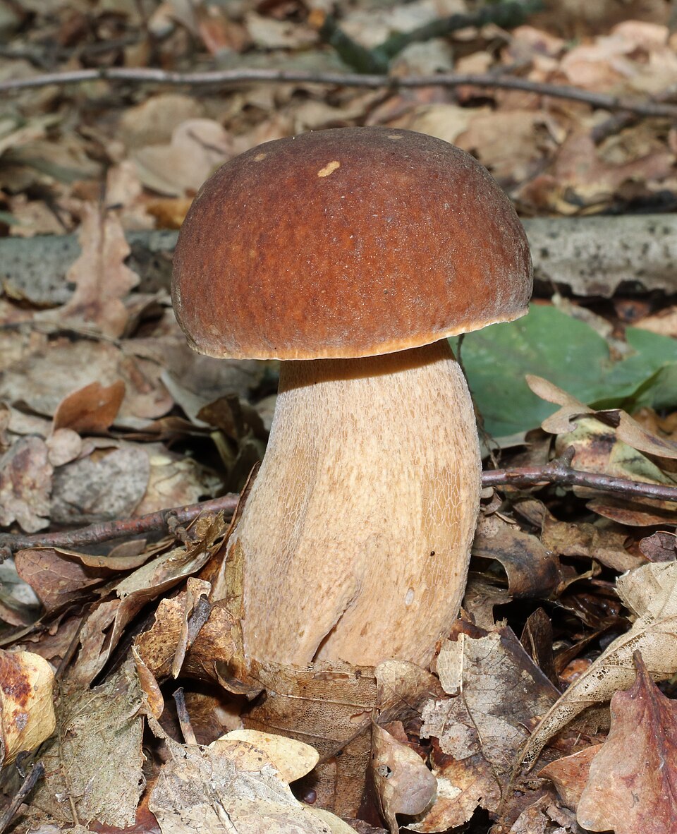 Borowik usiatkowany (Boletus reticulatus)