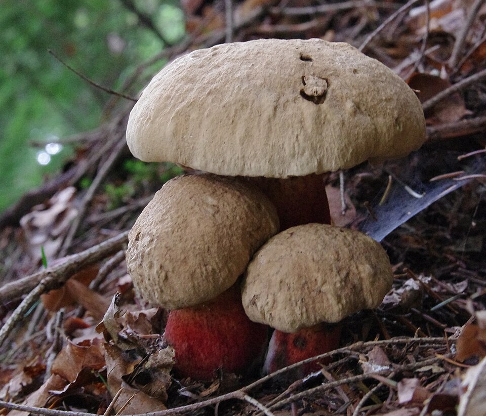 Borowik żółtopory (Caloboletus calopus)