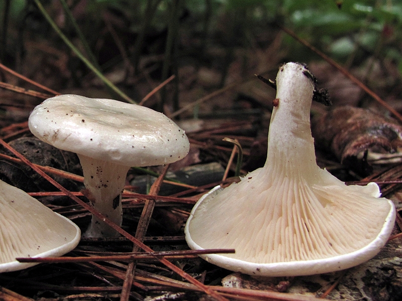 Bruzdniczek największy (Clitopilus prunulus)