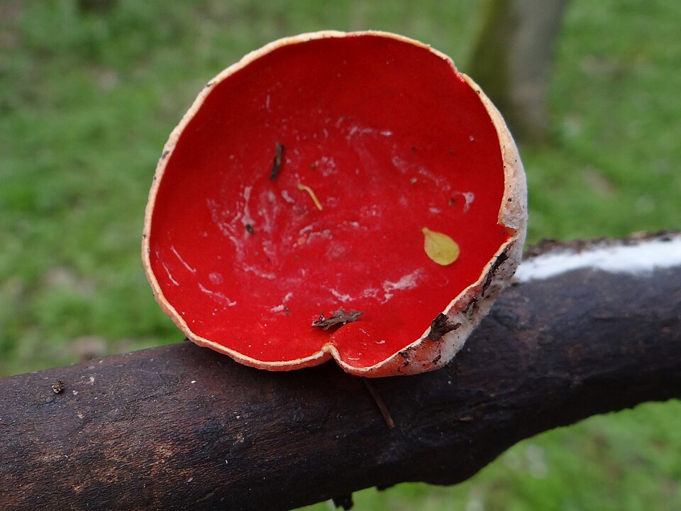 Czarka austriacka (Sarcoscypha austriaca)
