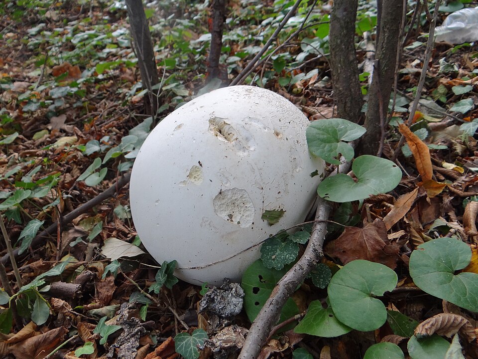 Czasznica olbrzymia (Calvatia gigantea)