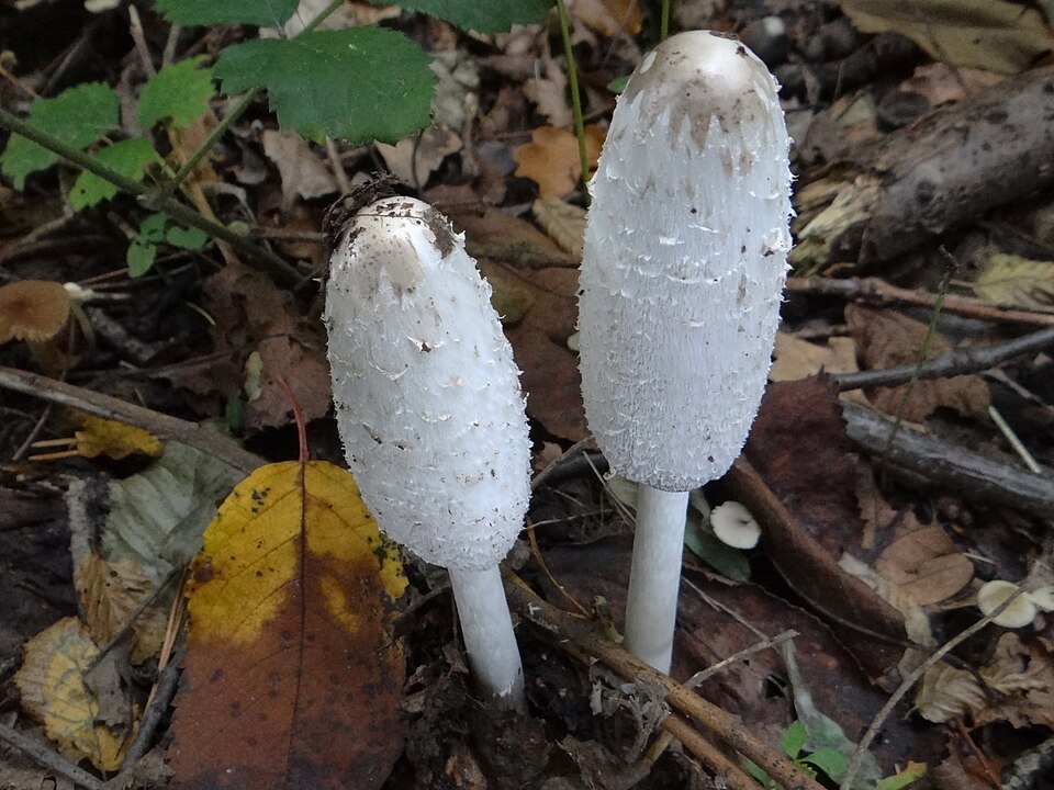 Czernidłak kołpakowaty (Coprinus comatus)