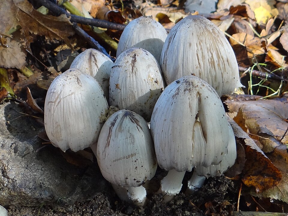 Czernidłak pospolity (Coprinopsis atramentaria)