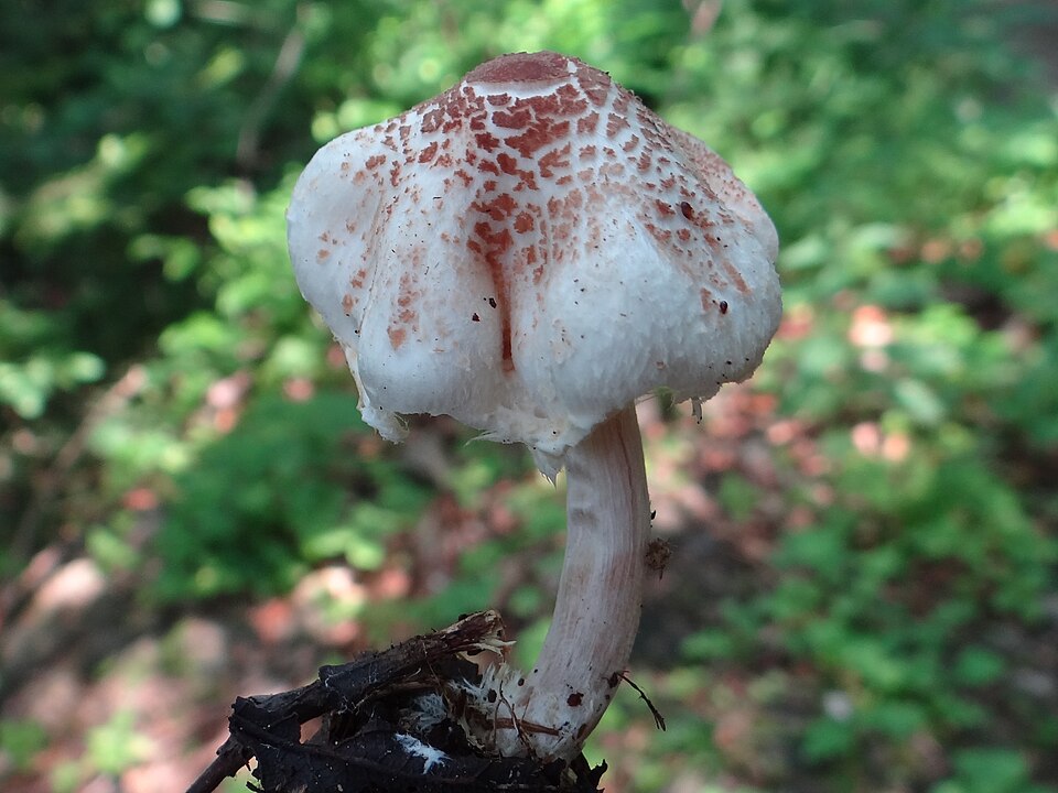 Czubajeczka cuchnąca (Lepiota cristata)