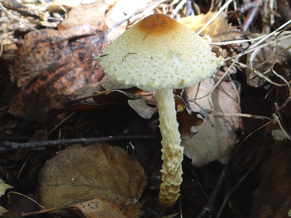 Czubajeczka tarczowata (Lepiota clypeolaria)