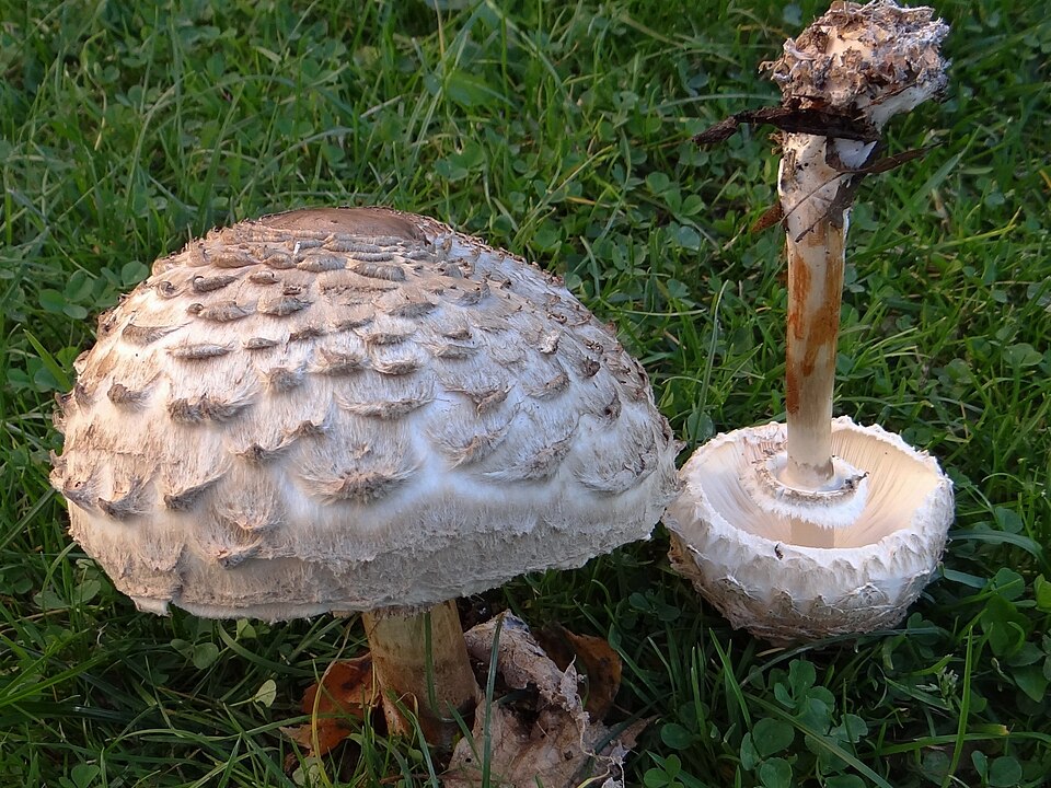 Czubajka czerwieniejąca (Chlorophyllum rhacodes)