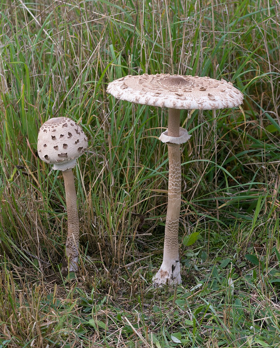 Czubajka kania (Macrolepiota procera)