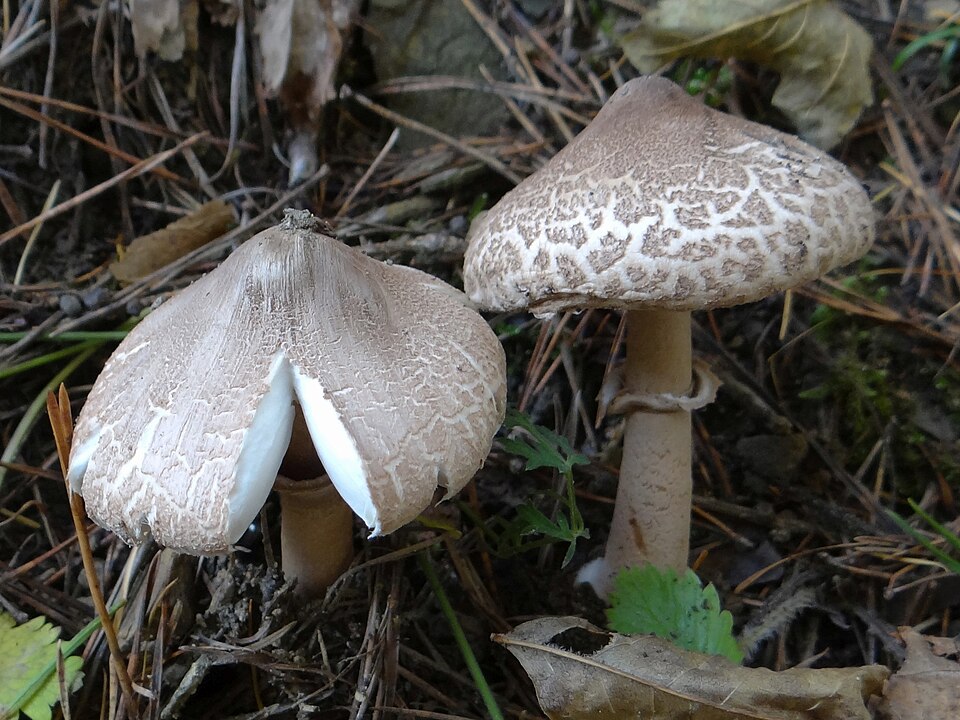 Czubajka sutkowata (Macrolepiota mastoidea)