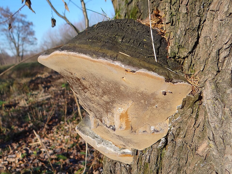 Czyreń ogniowy (Phellinus igniarius)