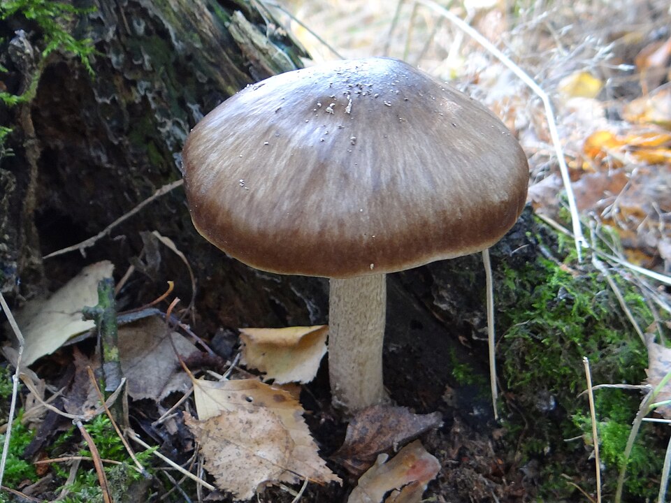 Drobnołuszczak jeleni (Pluteus cervinus)