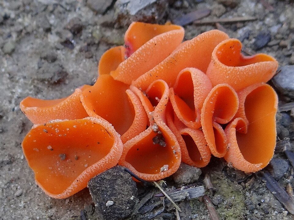 Dzieżka pomarańczowa (Aleuria aurantia)