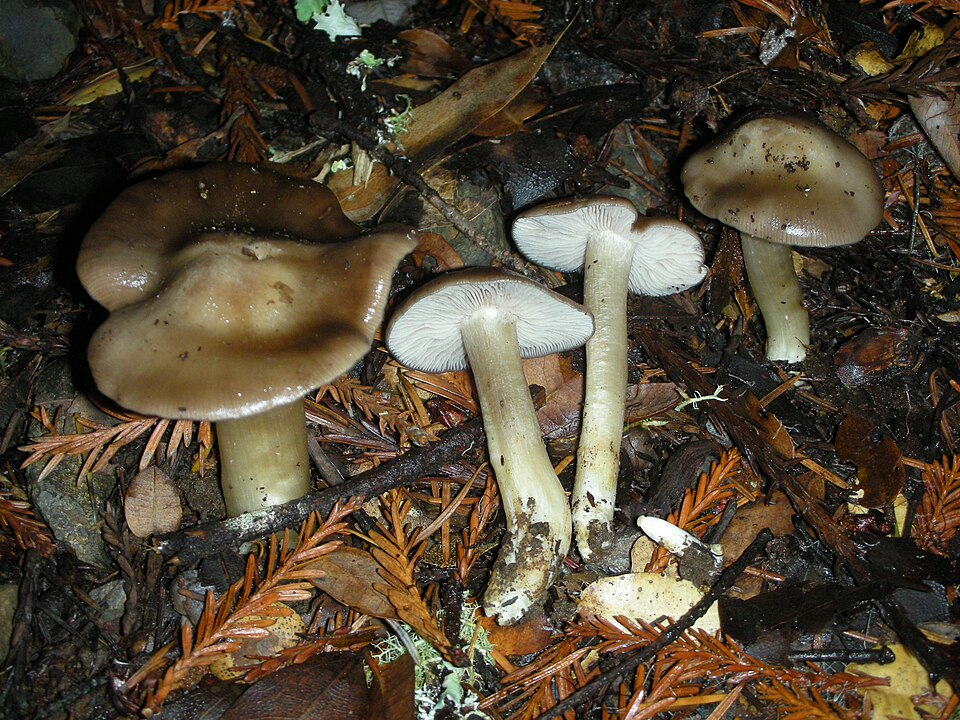 Dzwonkówka szara (Entoloma rhodopolium)