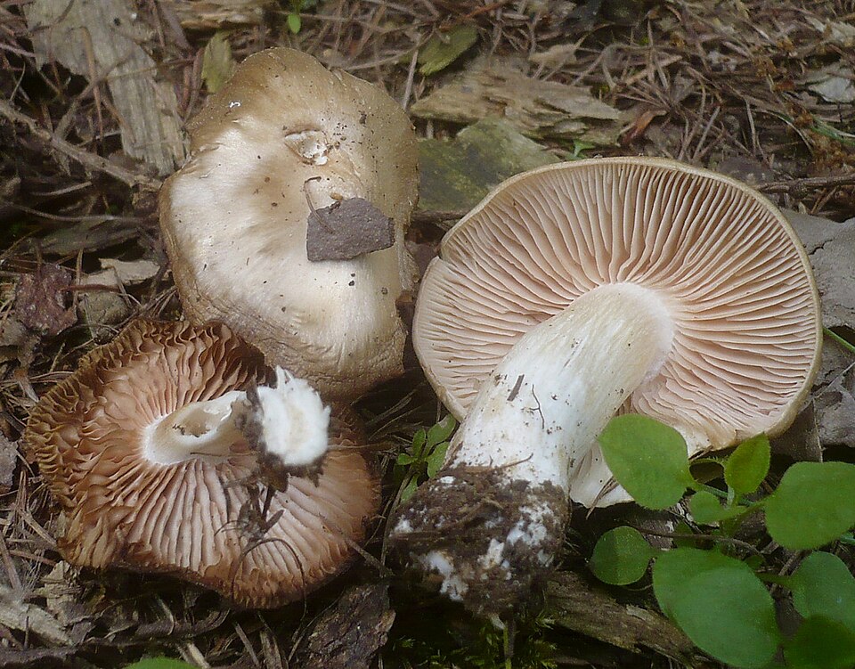 Dzwonkówka tarczowata (Entoloma clypeatum)