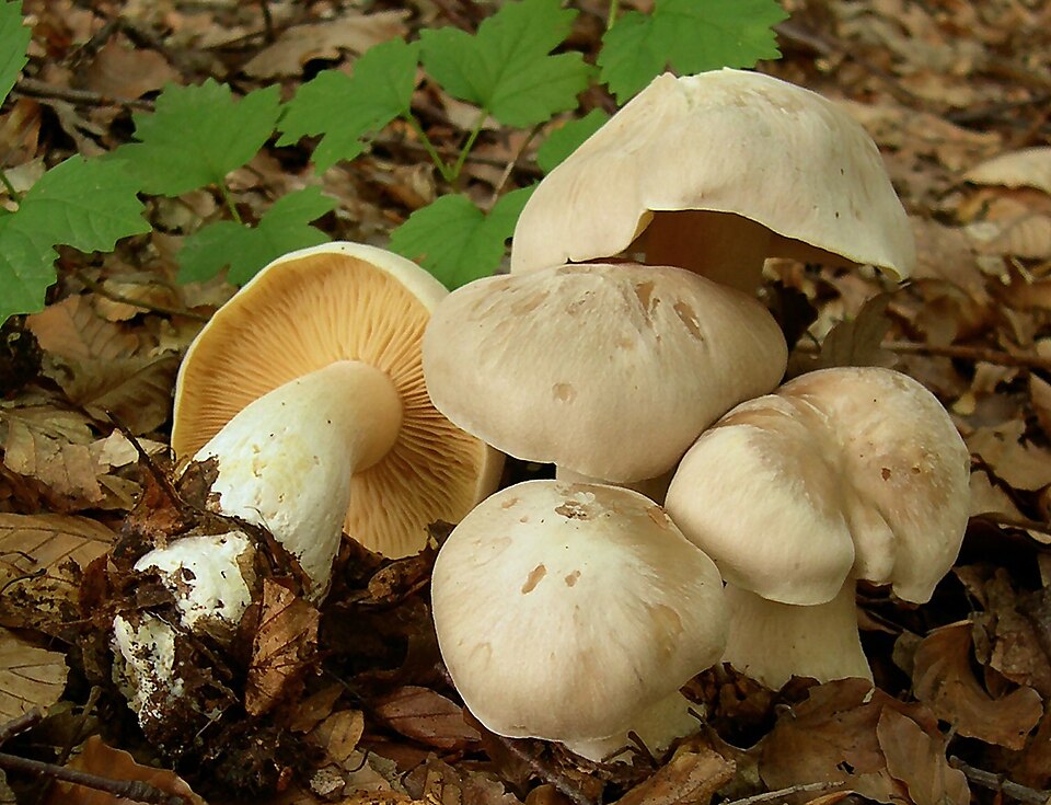 Dzwonkówka trująca (Entoloma sinuatum)