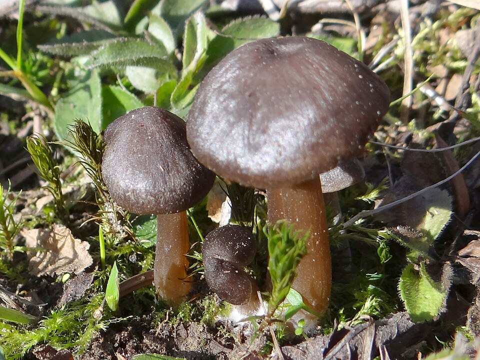 Dzwonkówka wiosenna (Entoloma vernum)