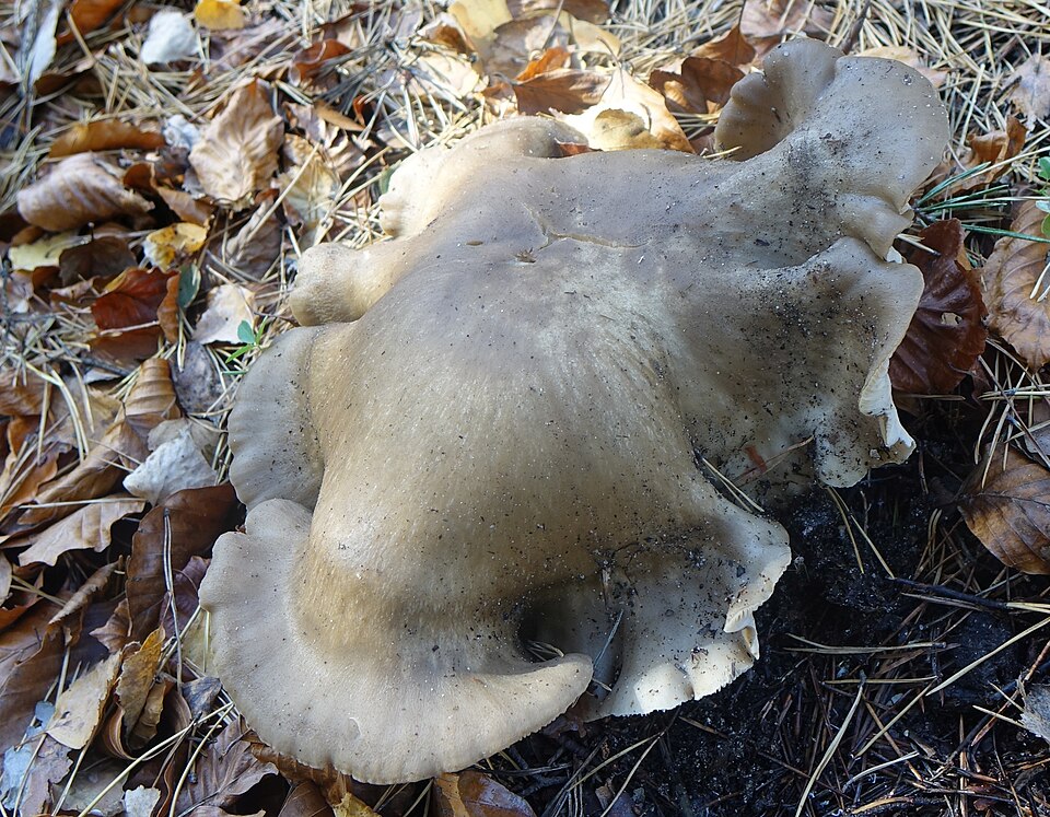 Gąska mydlana (Tricholoma saponaceum)