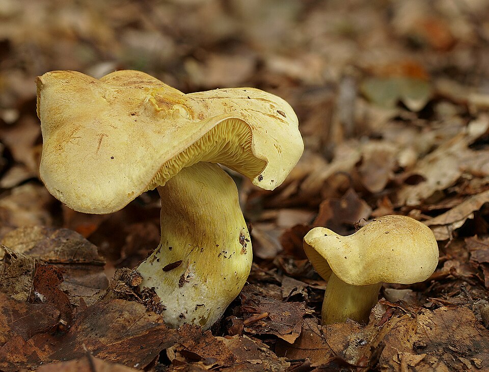 Gąska siarkowa (Tricholoma sulphureum)