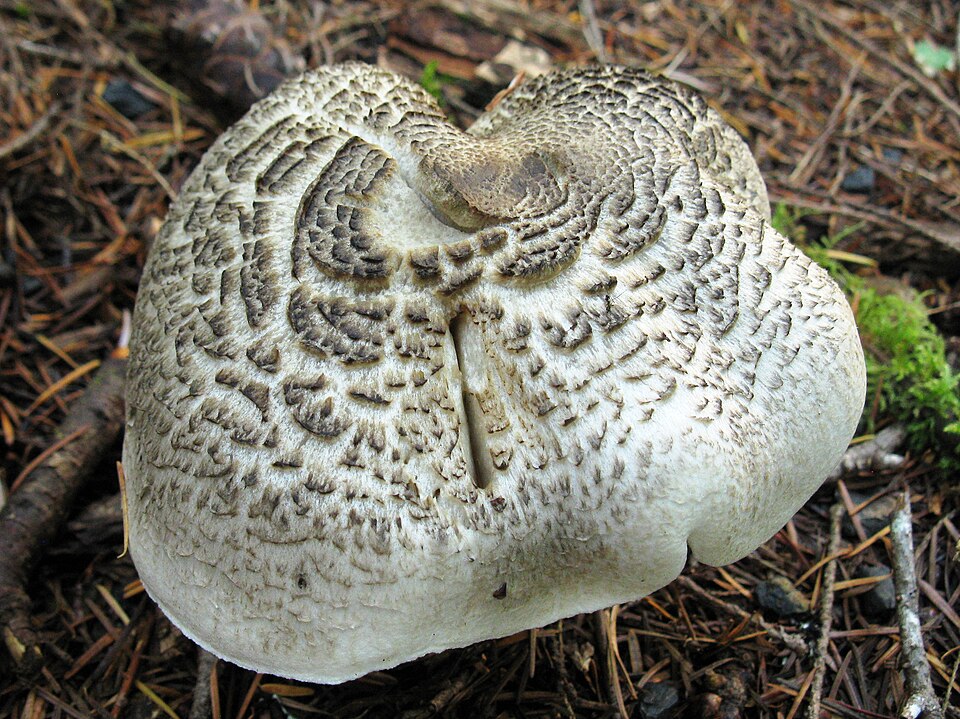 Gąska tygrysia (Tricholoma pardinum)