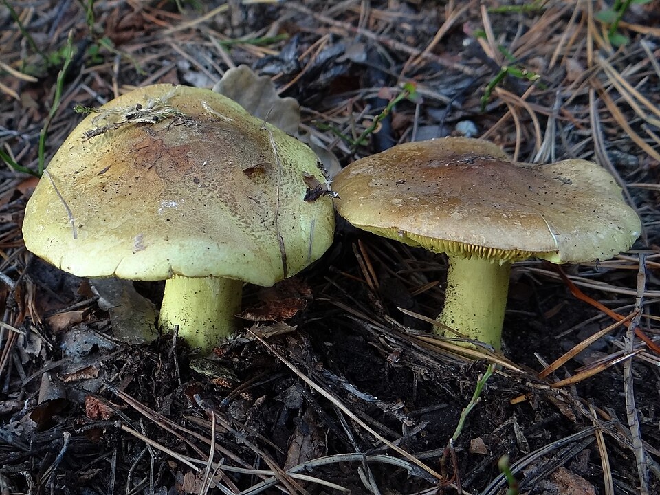 Gąska zielonka (Tricholoma equestre)