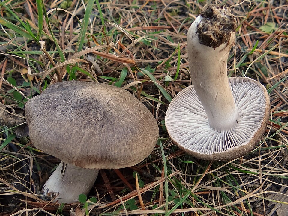 Gąska ziemistoblaszkowa (Tricholoma terreum)