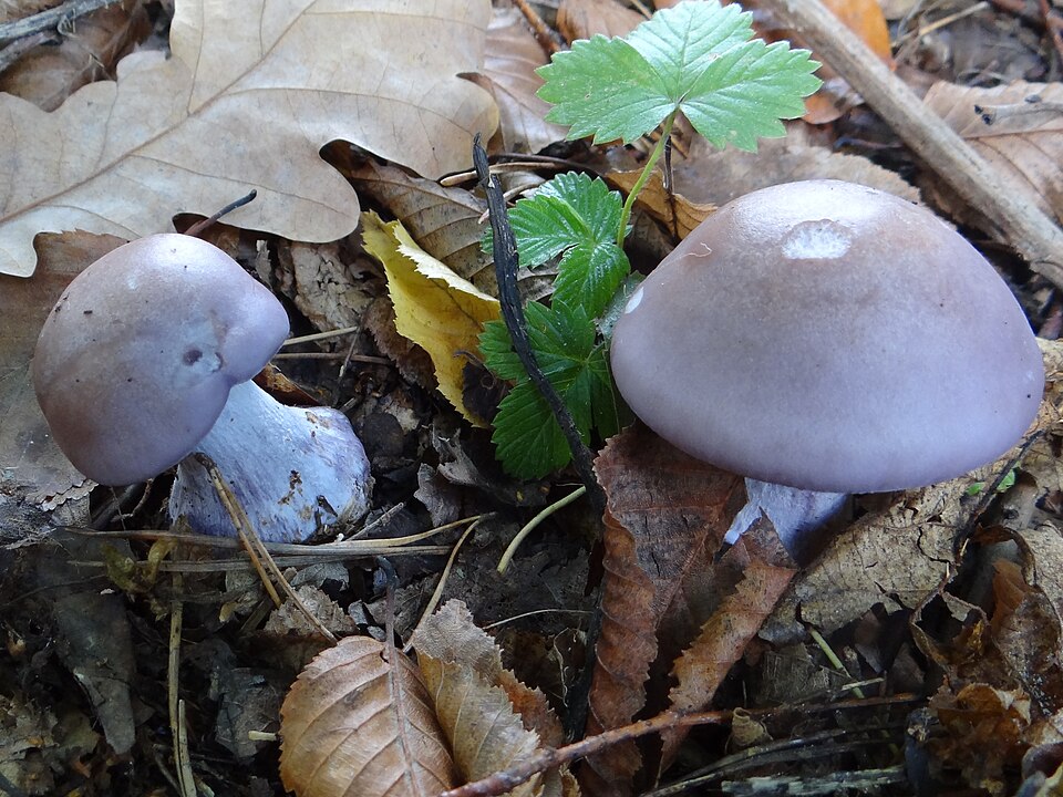Gąsówka fioletowawa (Lepista nuda)