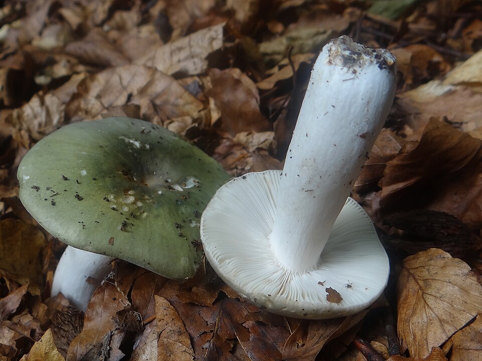 Gołąbek białozielonawy (Russula aeruginea)