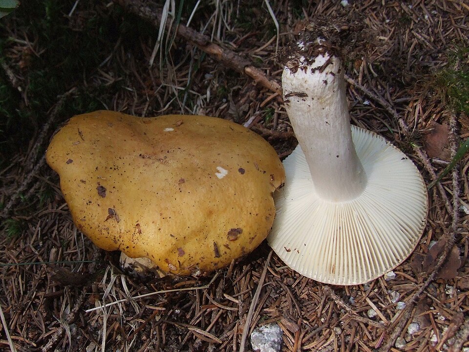 Gołąbek brudnożółty (Russula ochroleuca)