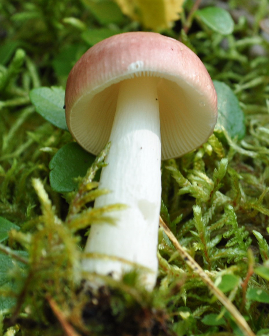 Gołąbek brzozowy (Russula betularum)