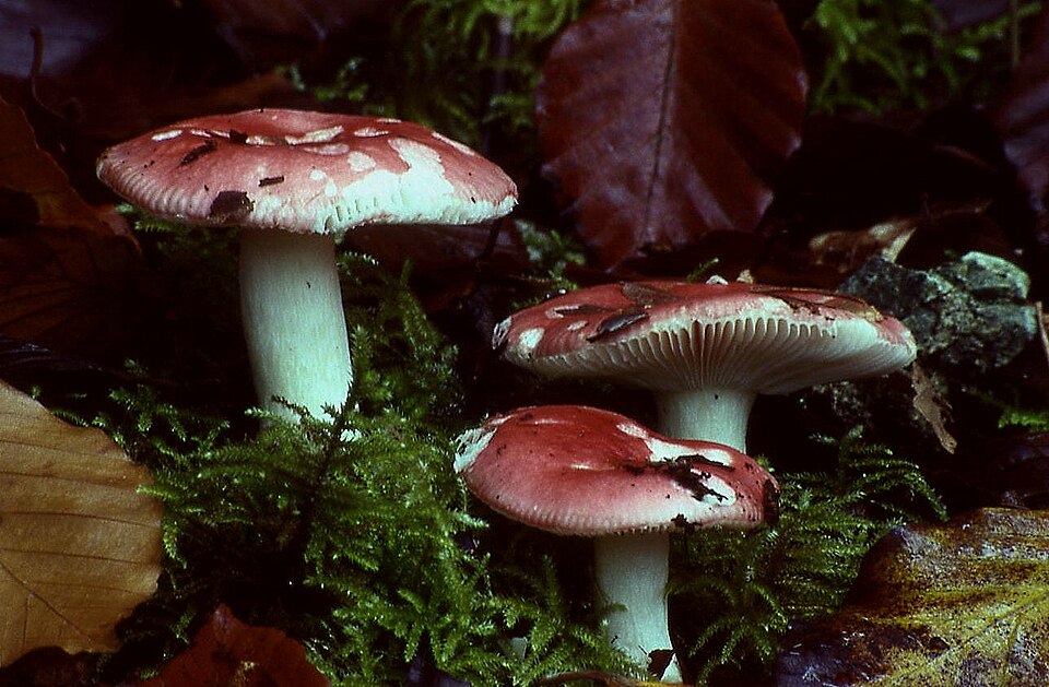 Gołąbek buczynowy (Russula nobilis)