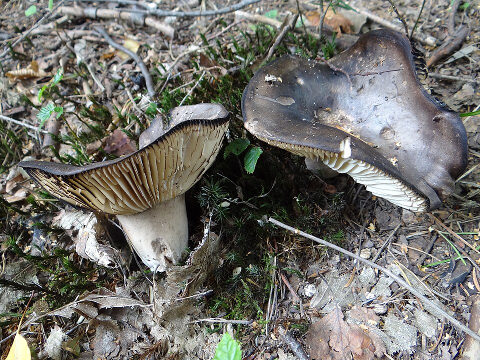 Gołąbek czarniawy (Russula nigricans)