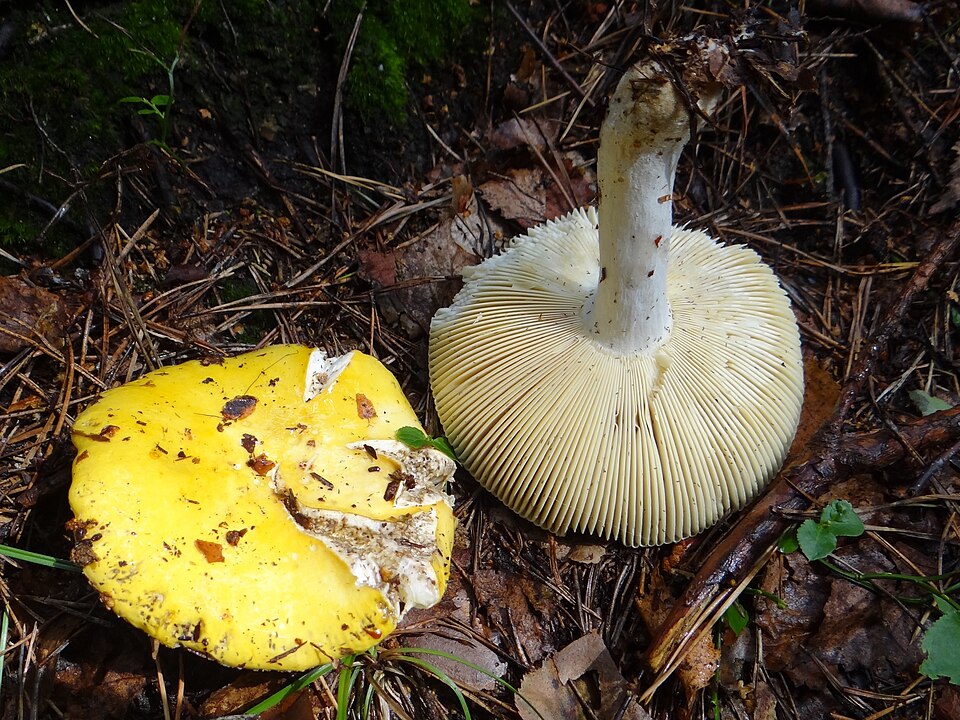 Gołąbek jasnożółty (Russula claroflava)