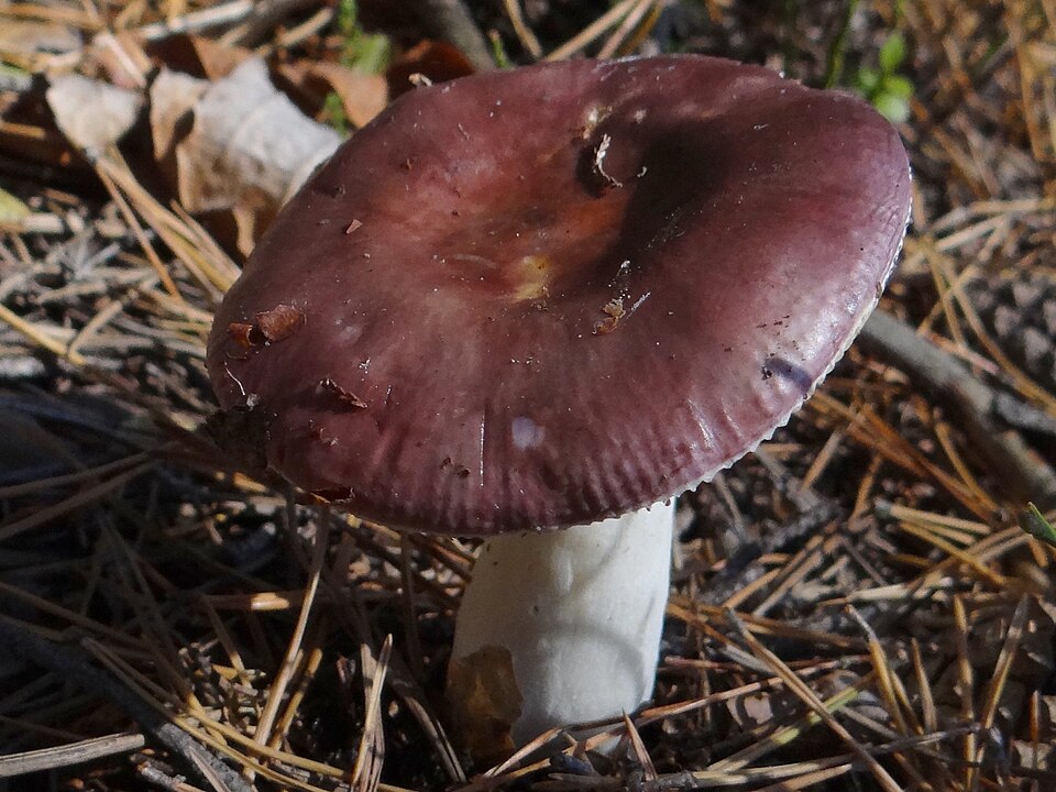 Gołąbek kruchy (Russula fragilis)