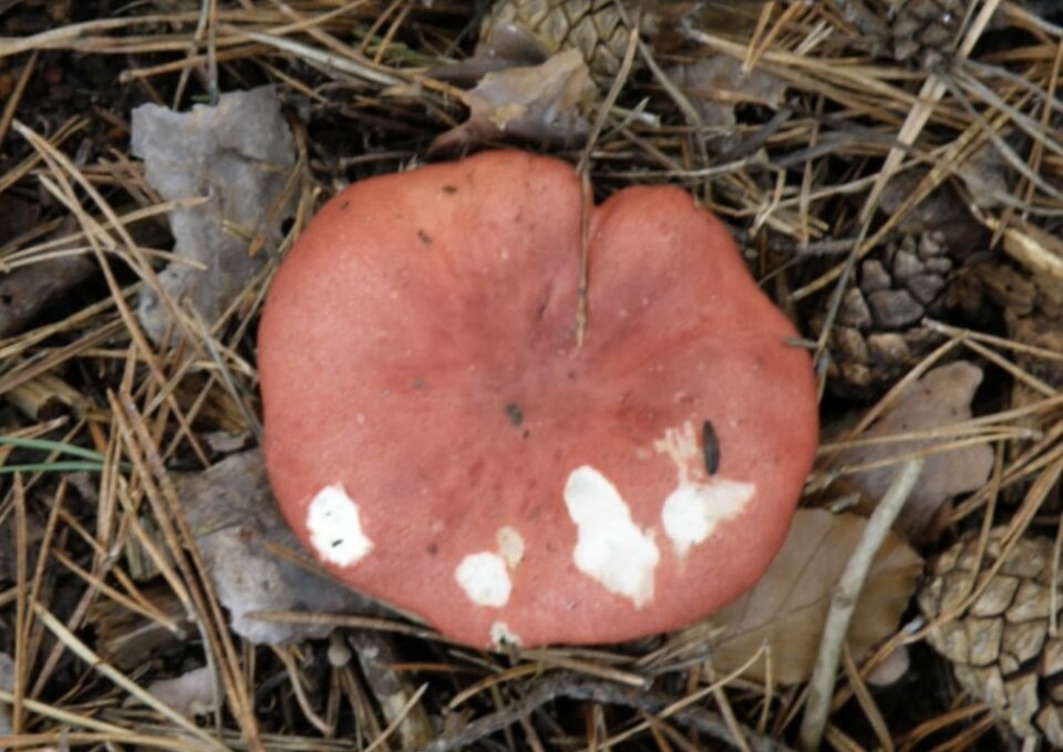 Gołąbek krwisty (Russula sanguinea)