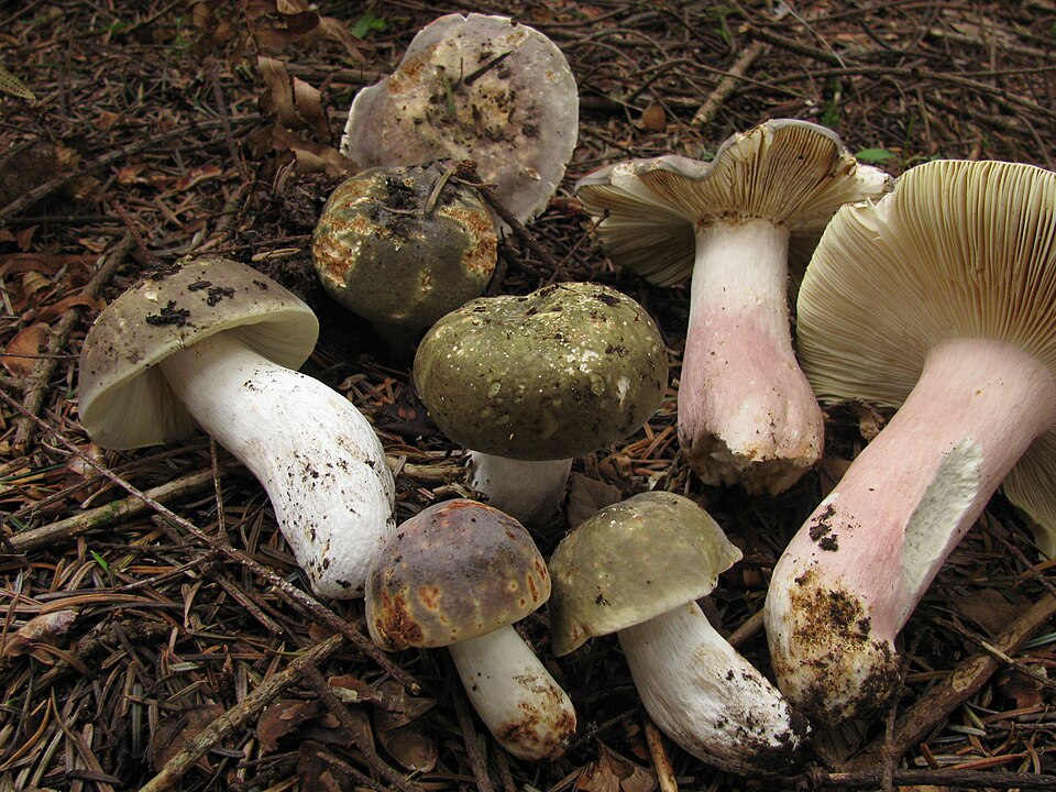 Gołąbek oliwkowy (Russula olivacea)