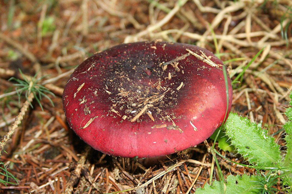Gołąbek śledziowy (Russula xerampelina)