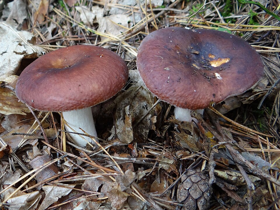 Gołąbek słodkawy (Russula integra)