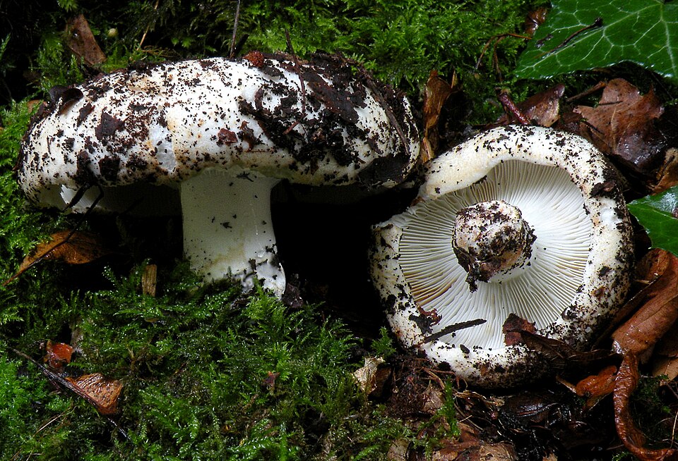 Gołąbek smaczny (Russula delica)