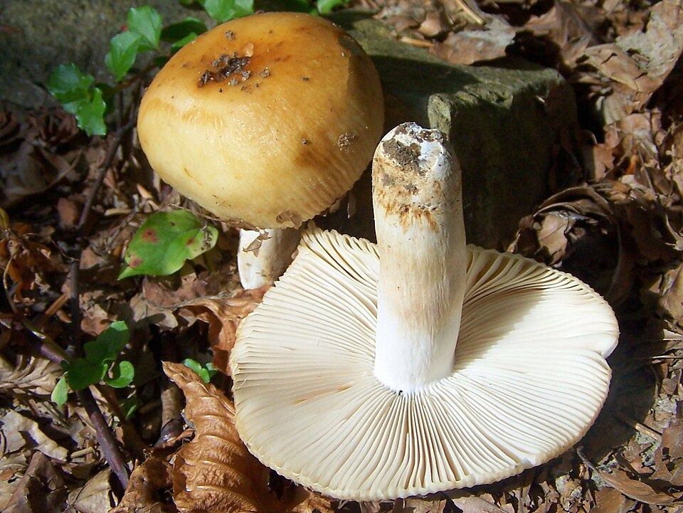 Gołąbek śmierdzący (Russula foetens)